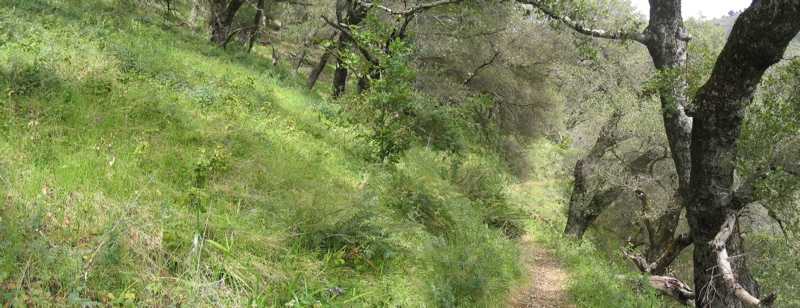 Mt. Manuel Oak Grove