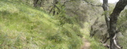 Mt. Manuel Oak Grove