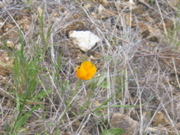 IMG_1274.JPG