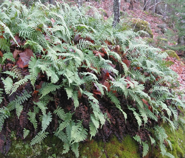 Our ferns growing on rocks